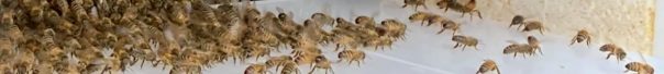 Bienen