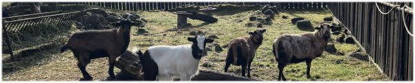 Schafe & Ziegen